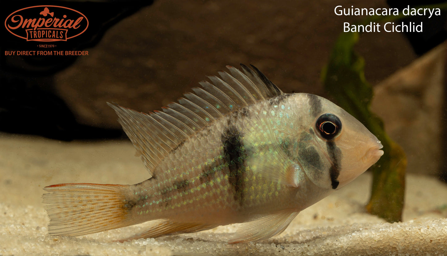 Bandit Cichlid