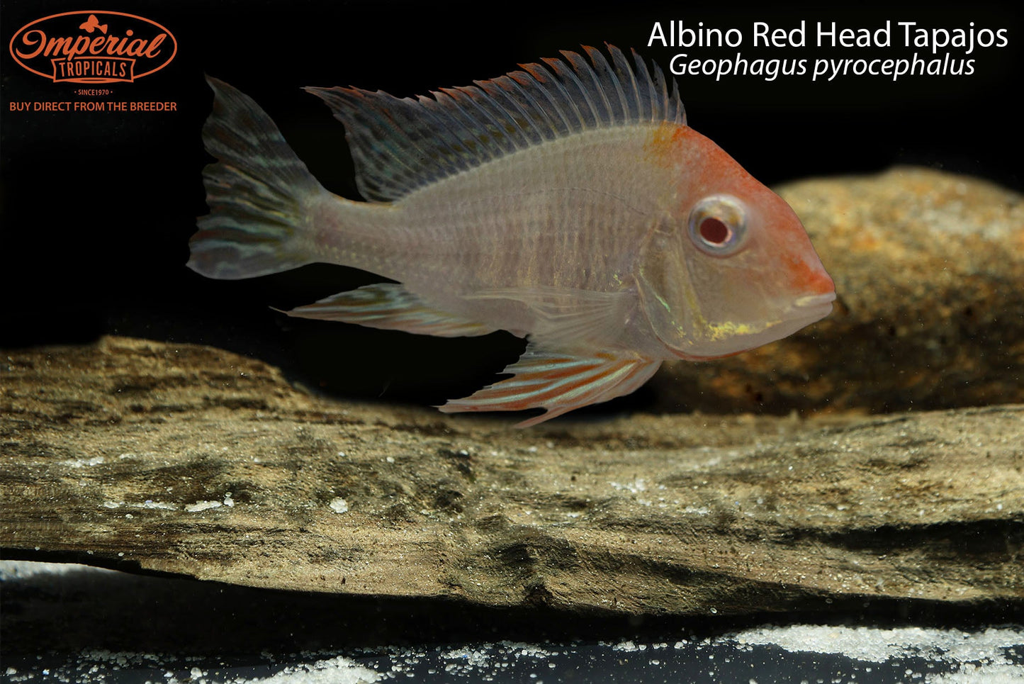 Albino Red Head Tapajos