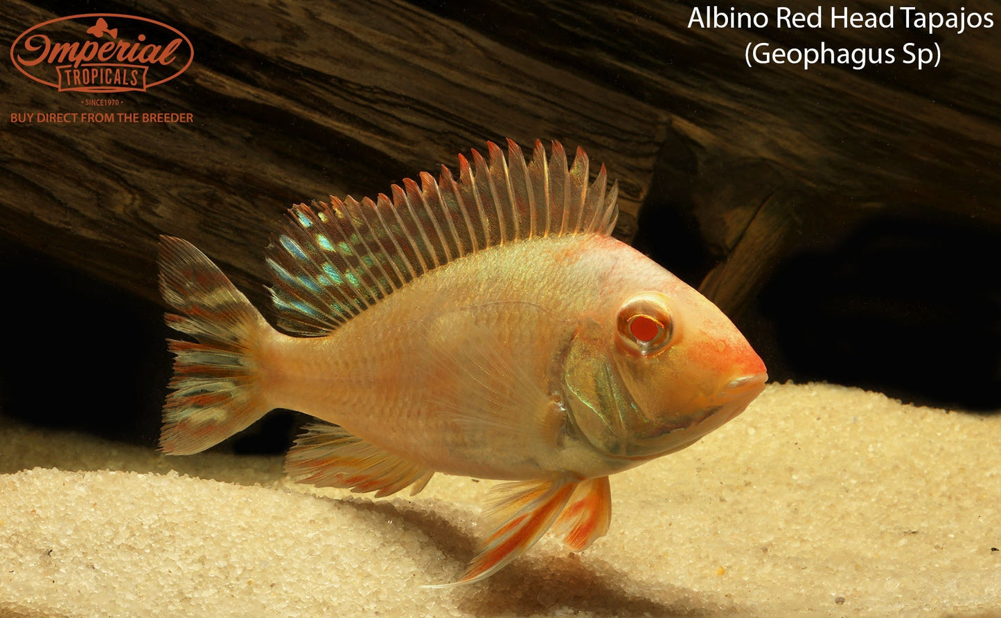 Albino Red Head Tapajos
