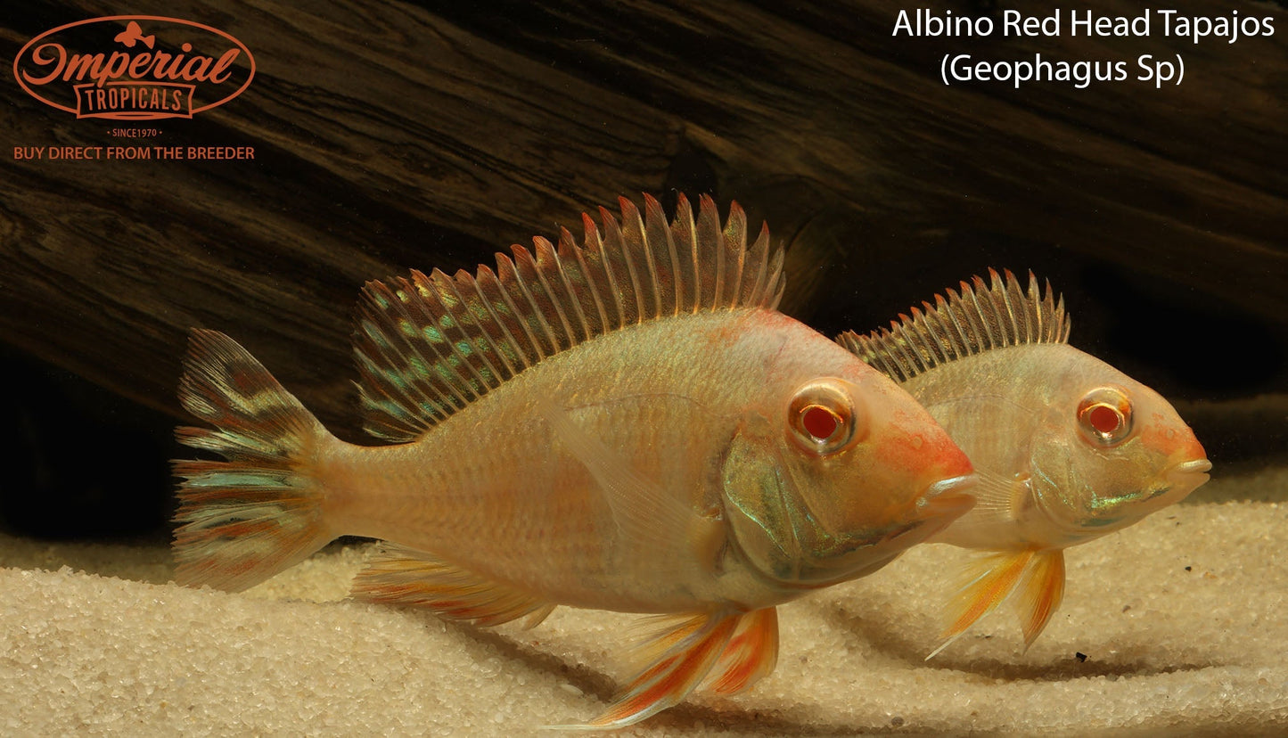 Albino Red Head Tapajos