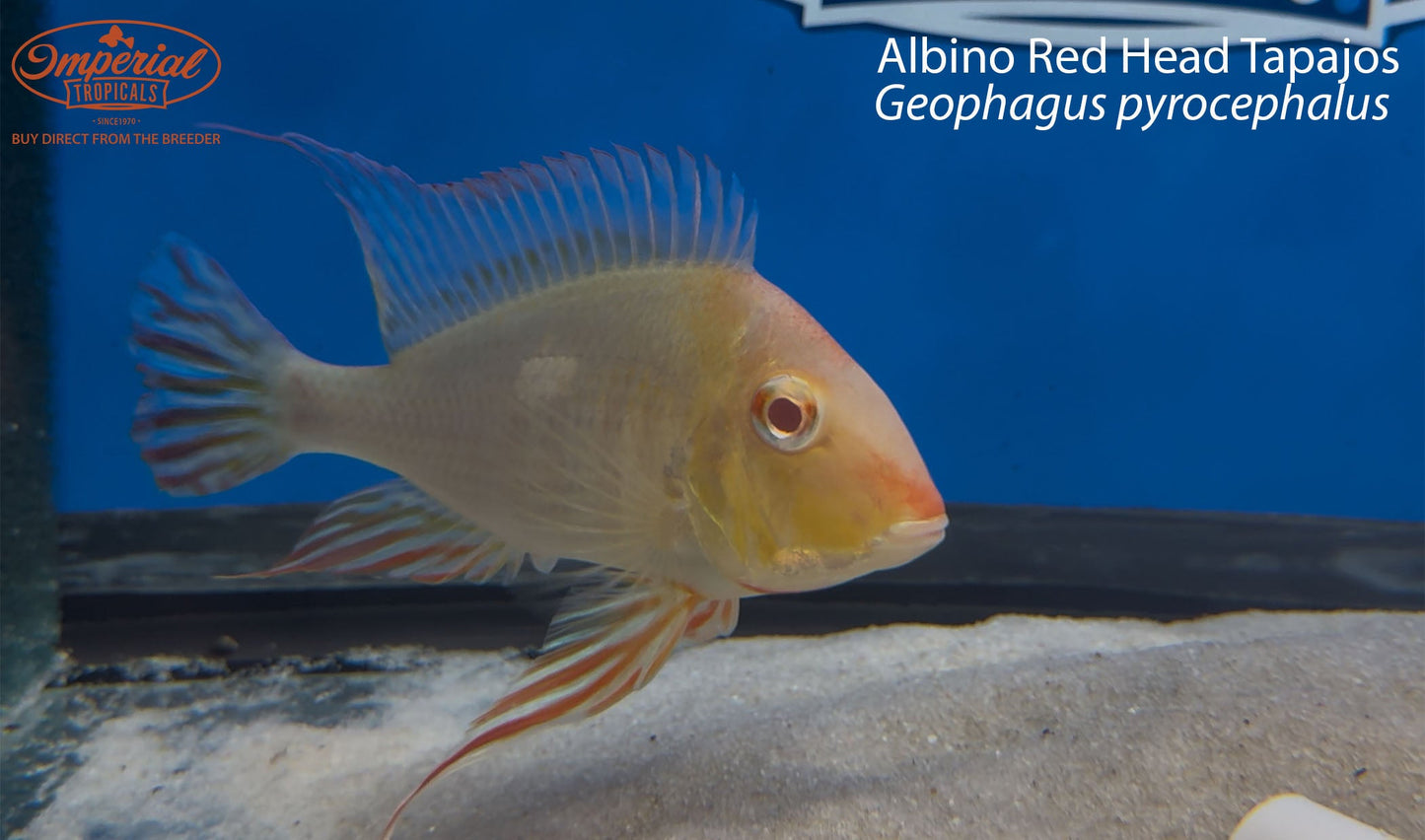 Albino Red Head Tapajos