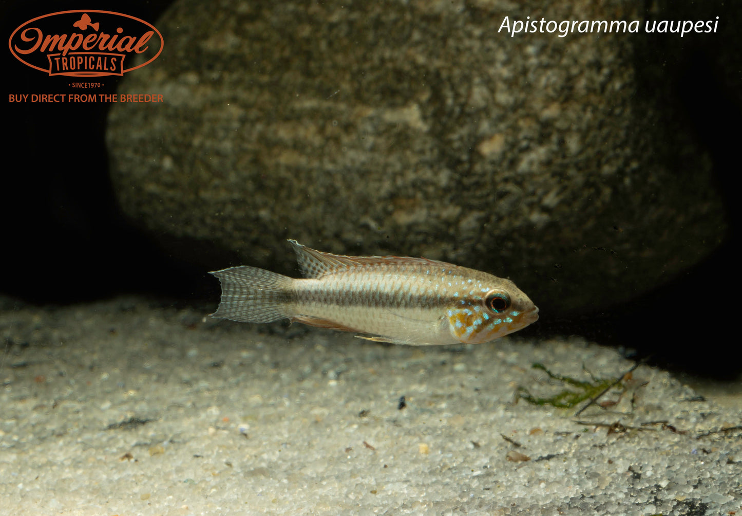 Apistogramma uaupesi