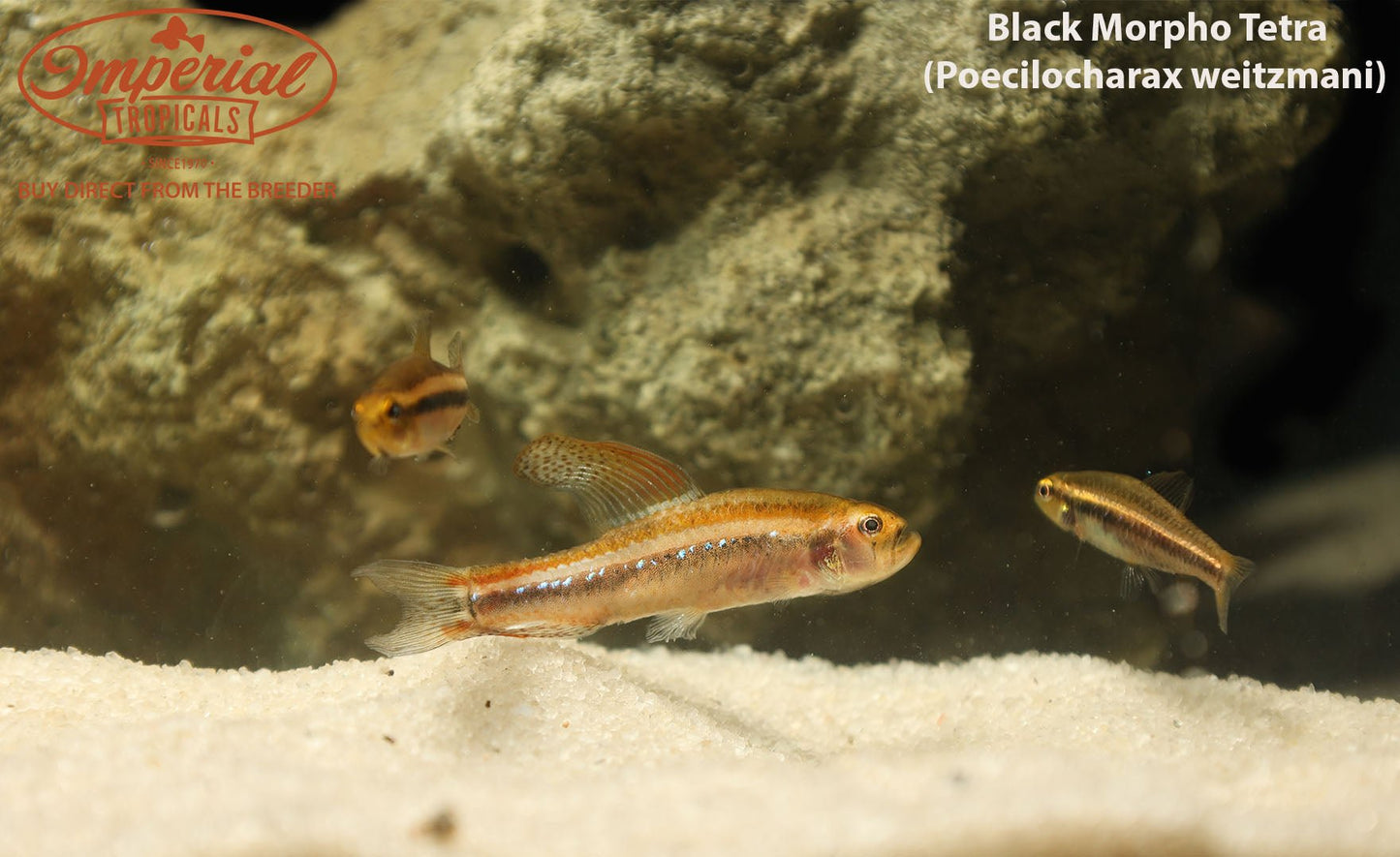 Black Morpho Tetra