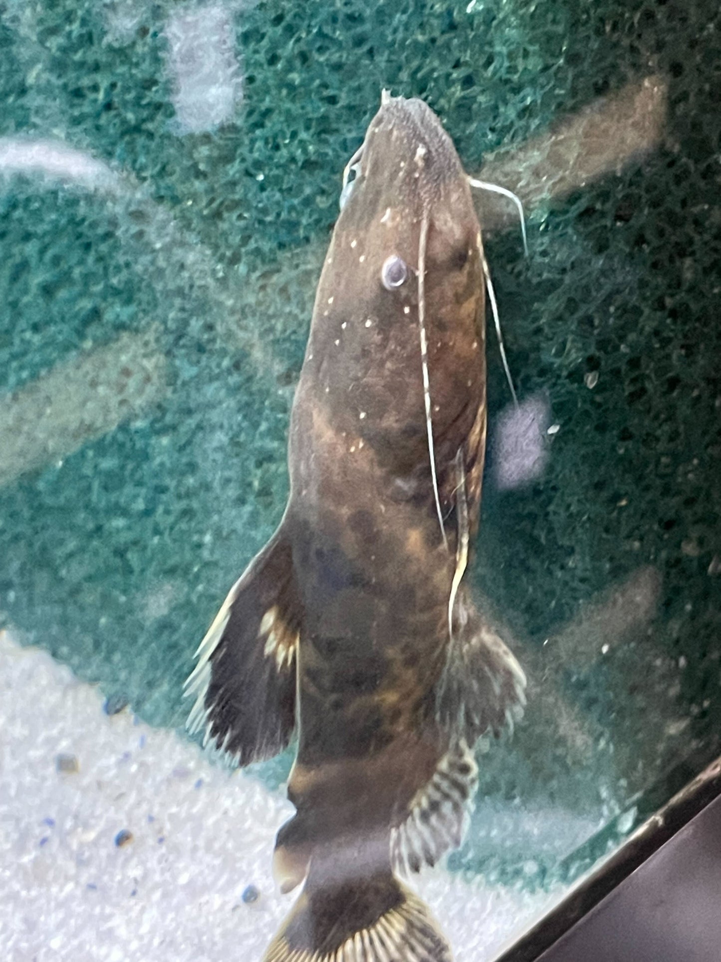 Colombian Jelly Catfish
