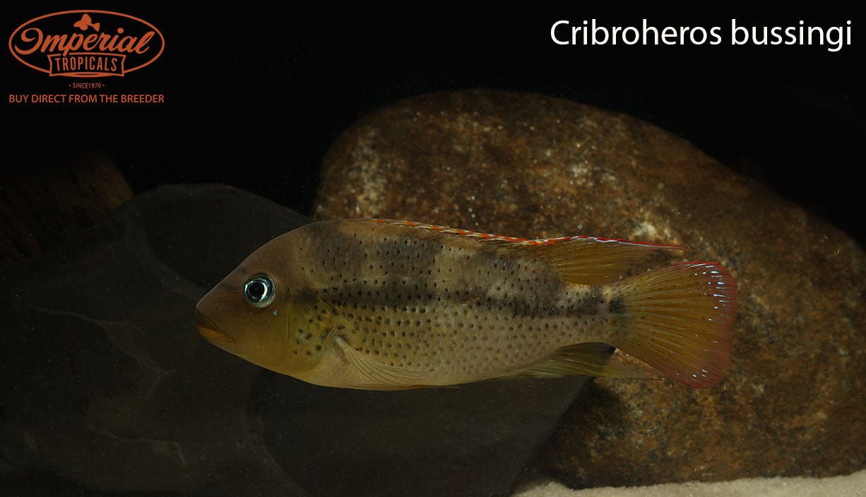 Cribroheros bussingi