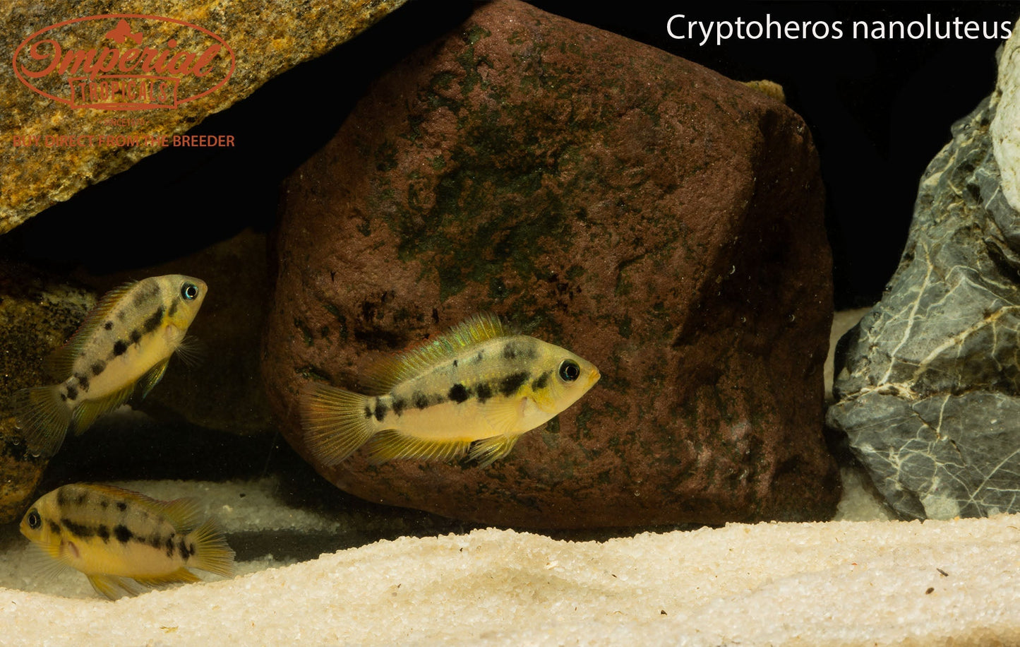 Cryptoheros nanoluteus