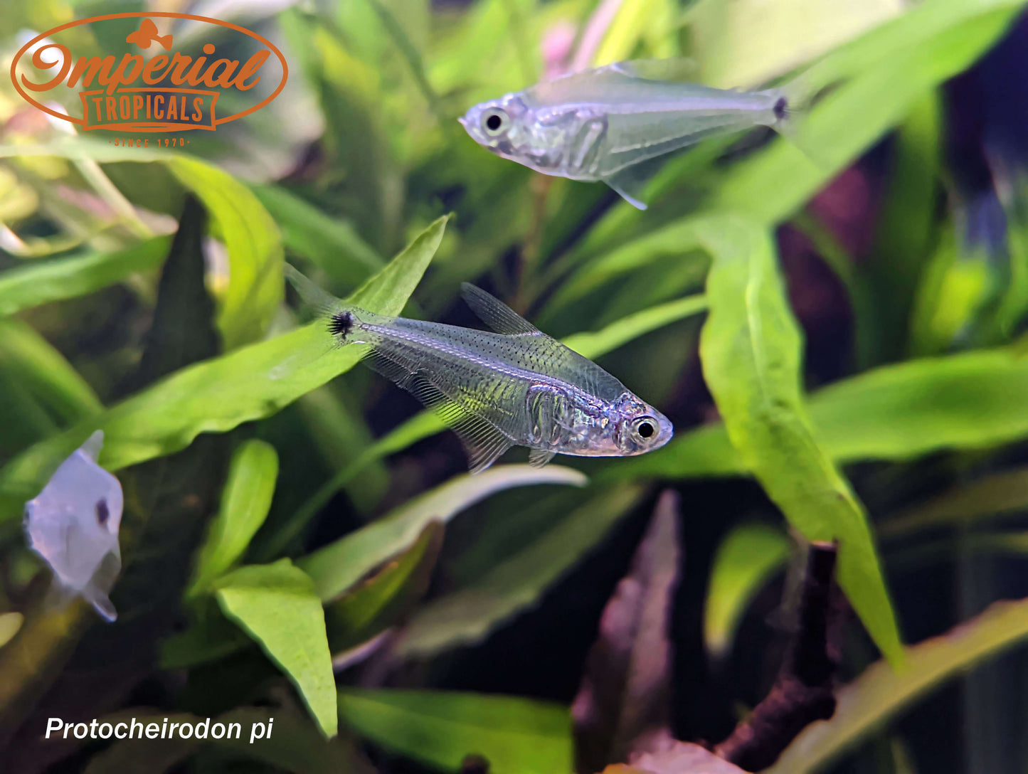 Crystal Tetra