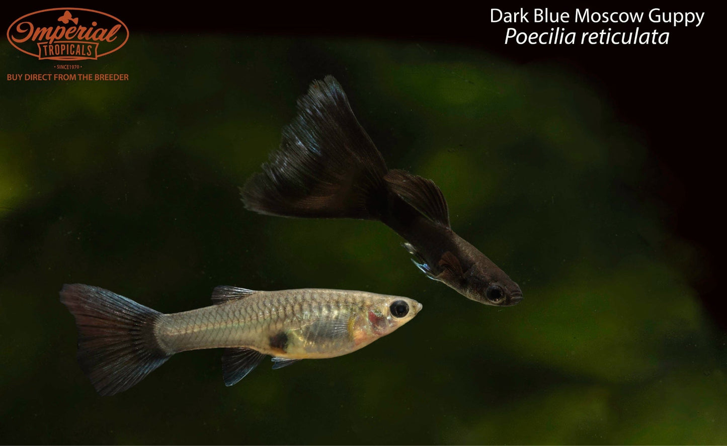 Dark Blue Moscow Guppy