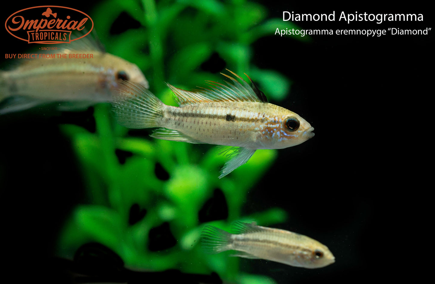 Diamond Apistogramma