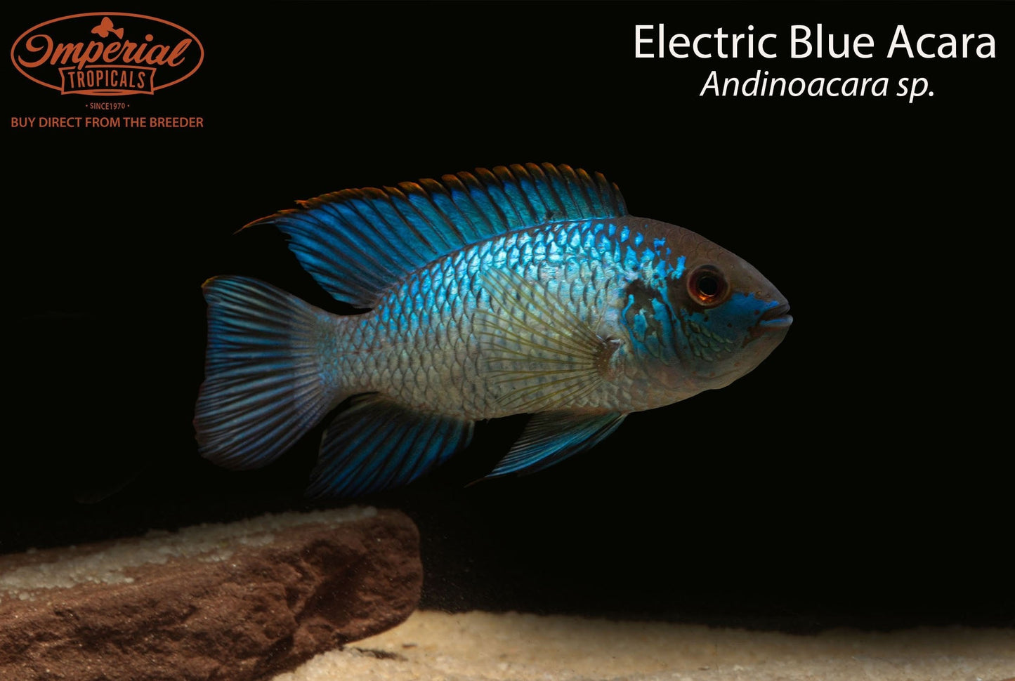 Electric Blue Acara
