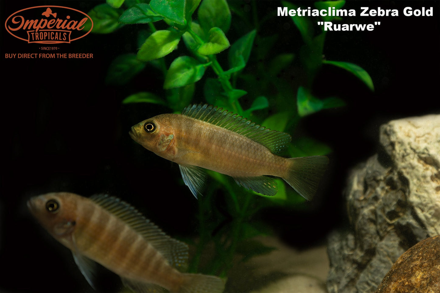 Zebra Gold "Ruarwe"