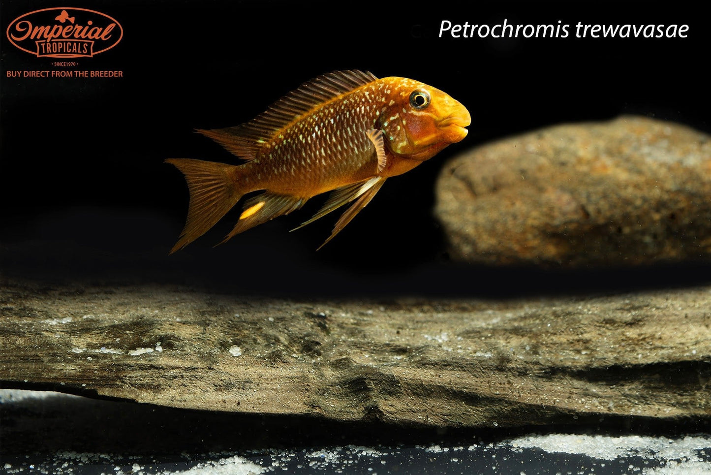 Threadfin Cichlid