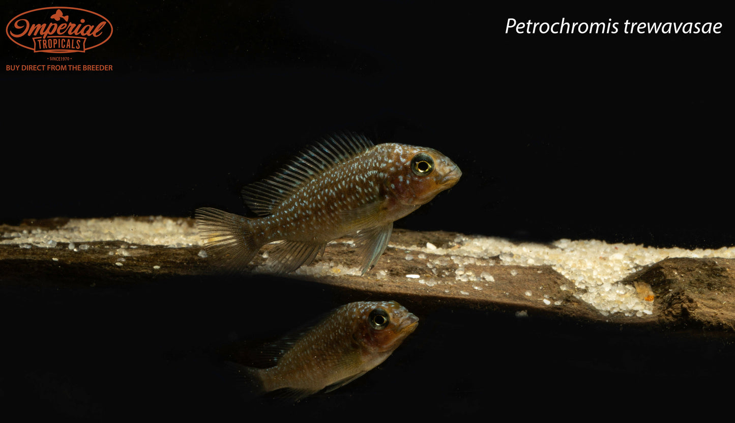 Threadfin Cichlid