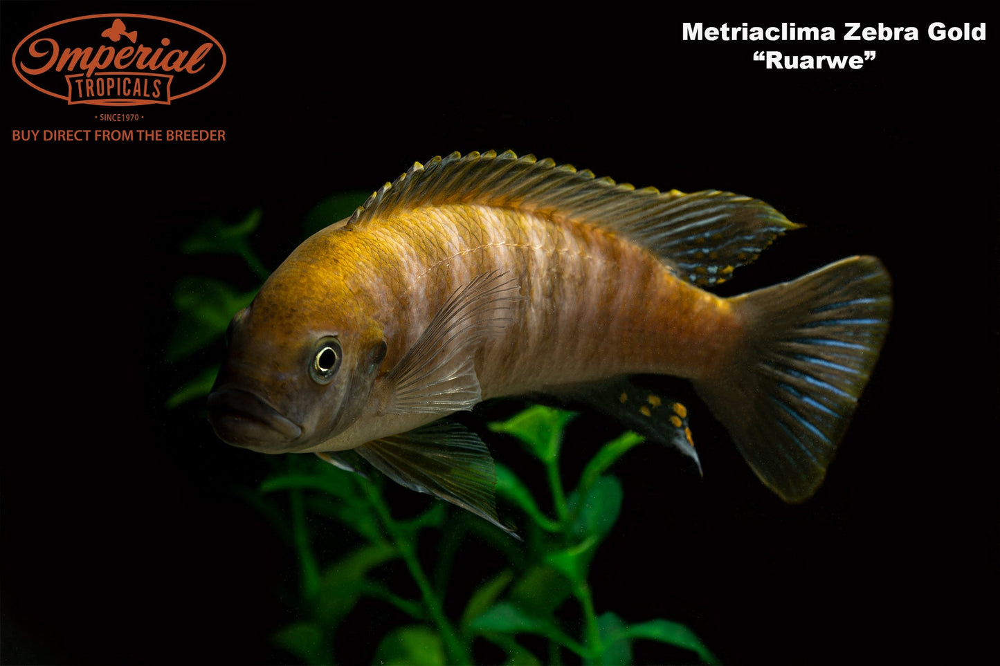 Zebra Gold "Ruarwe"