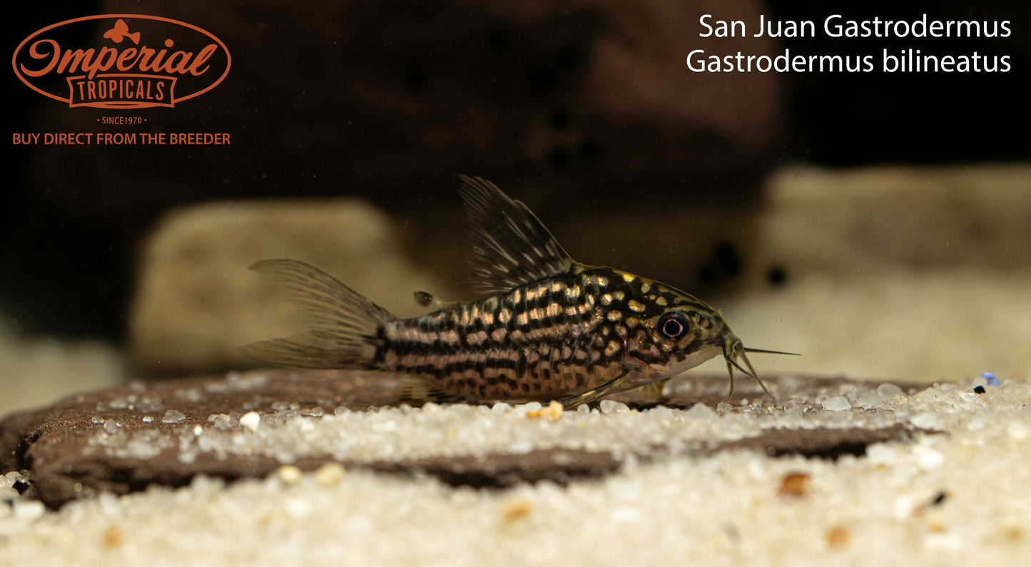 San Juan Gastrodermus