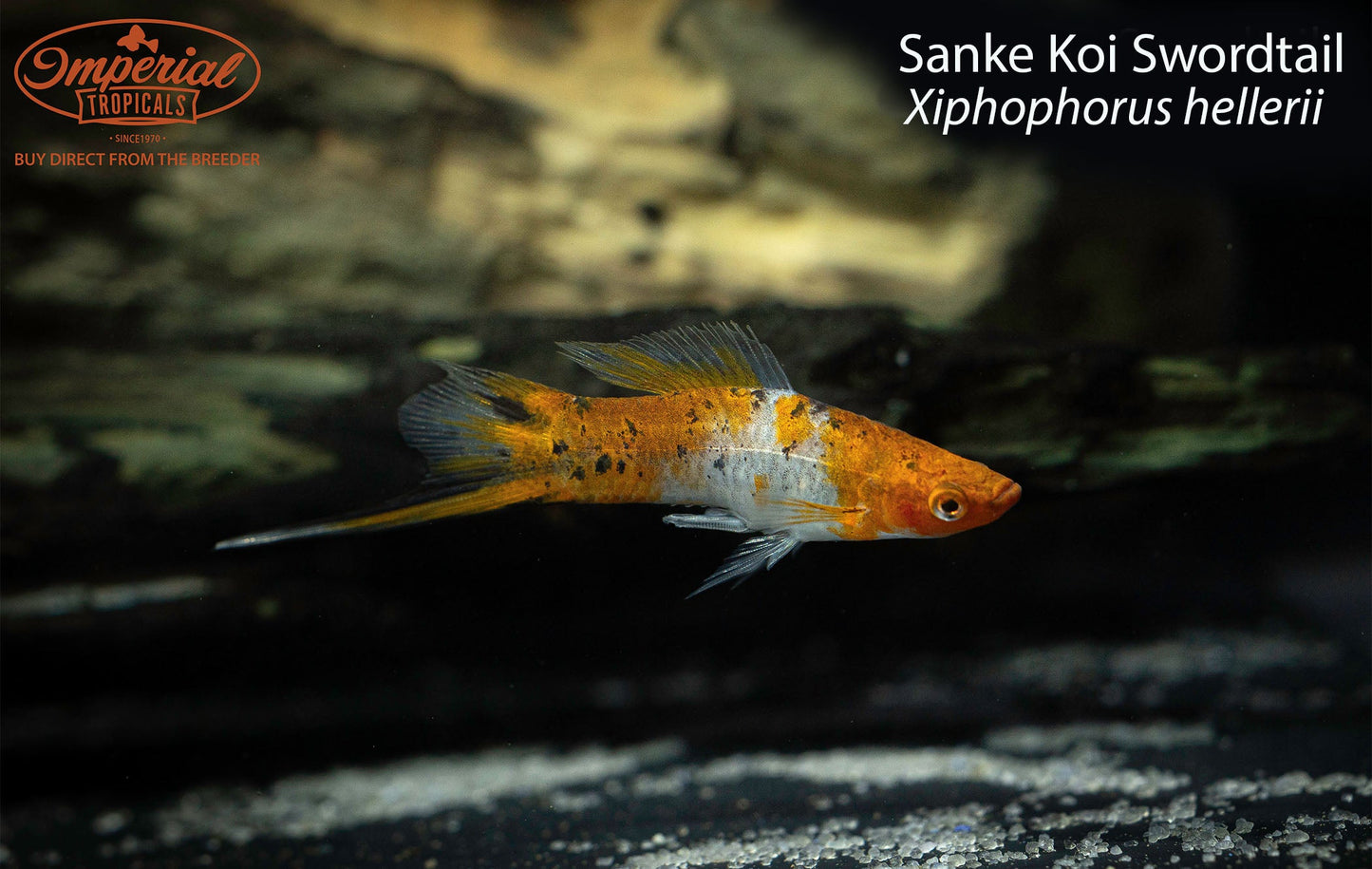Sanke Koi Swordtail