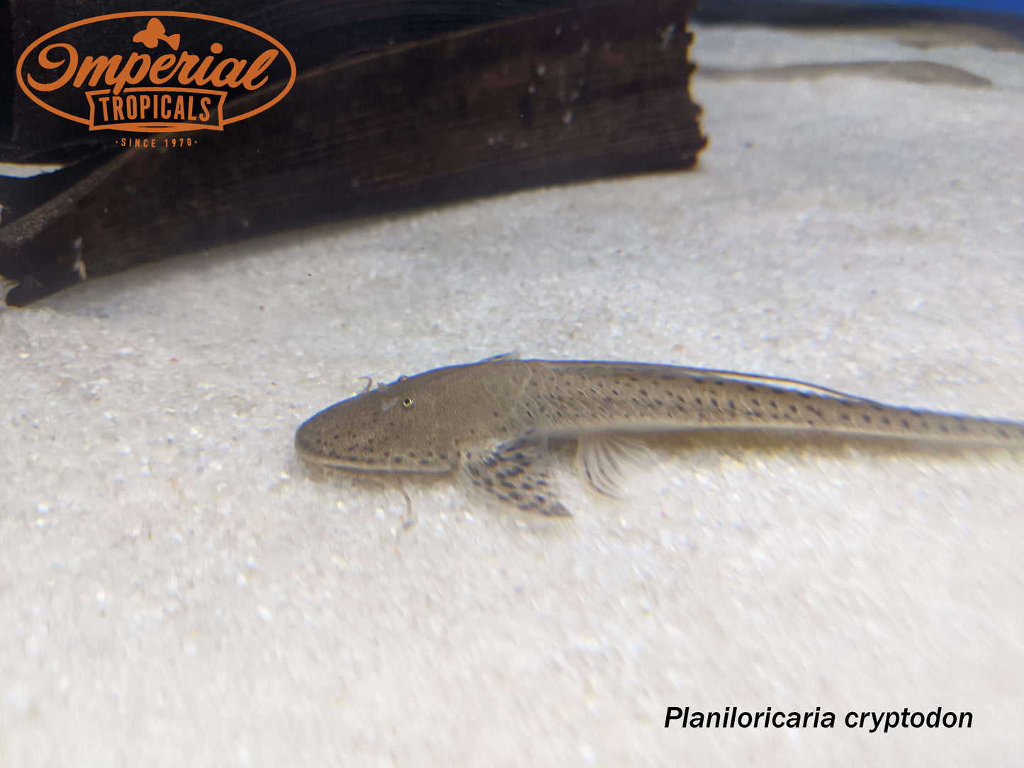 Spoon Face Whiptail