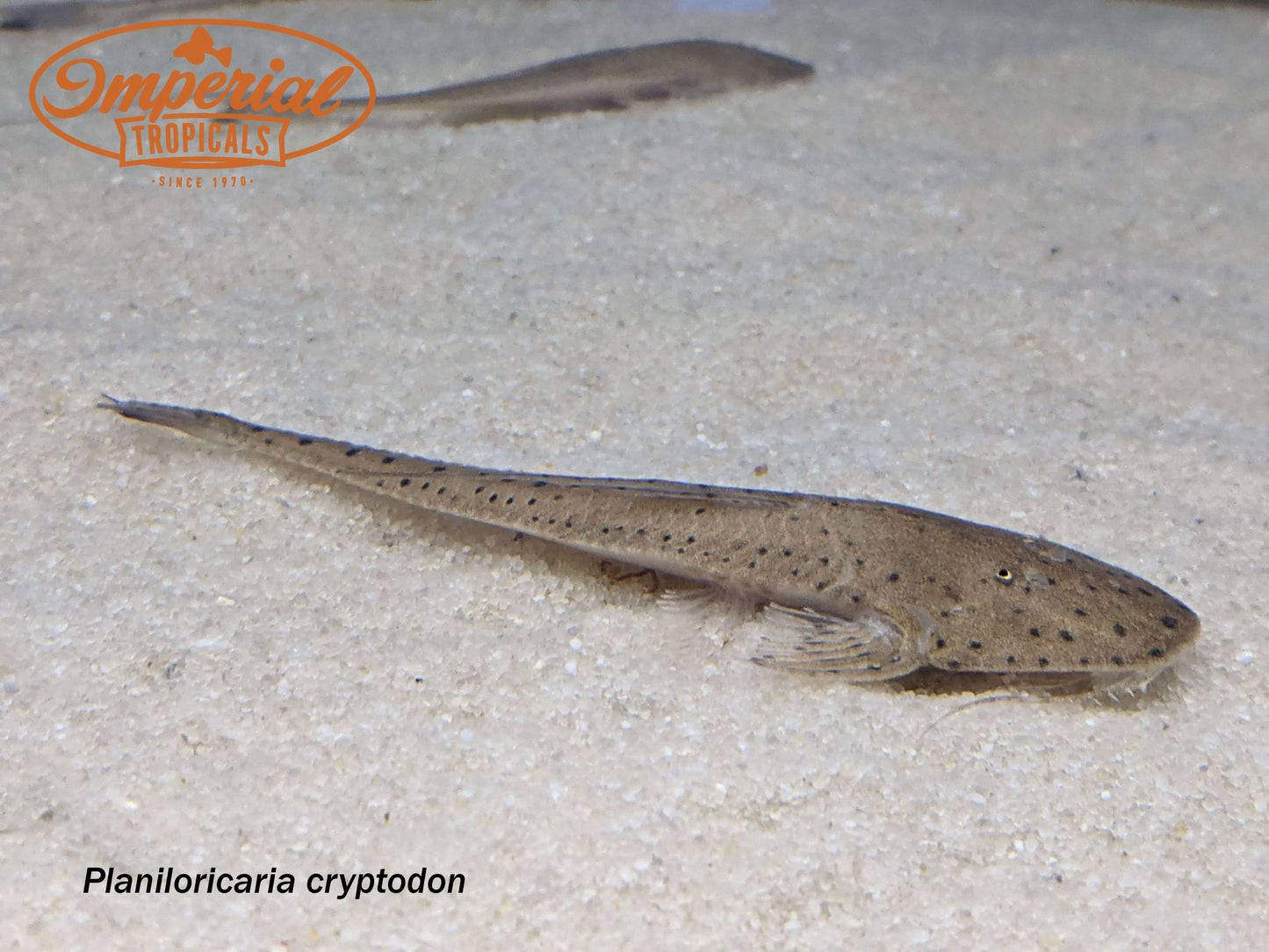 Spoon Face Whiptail