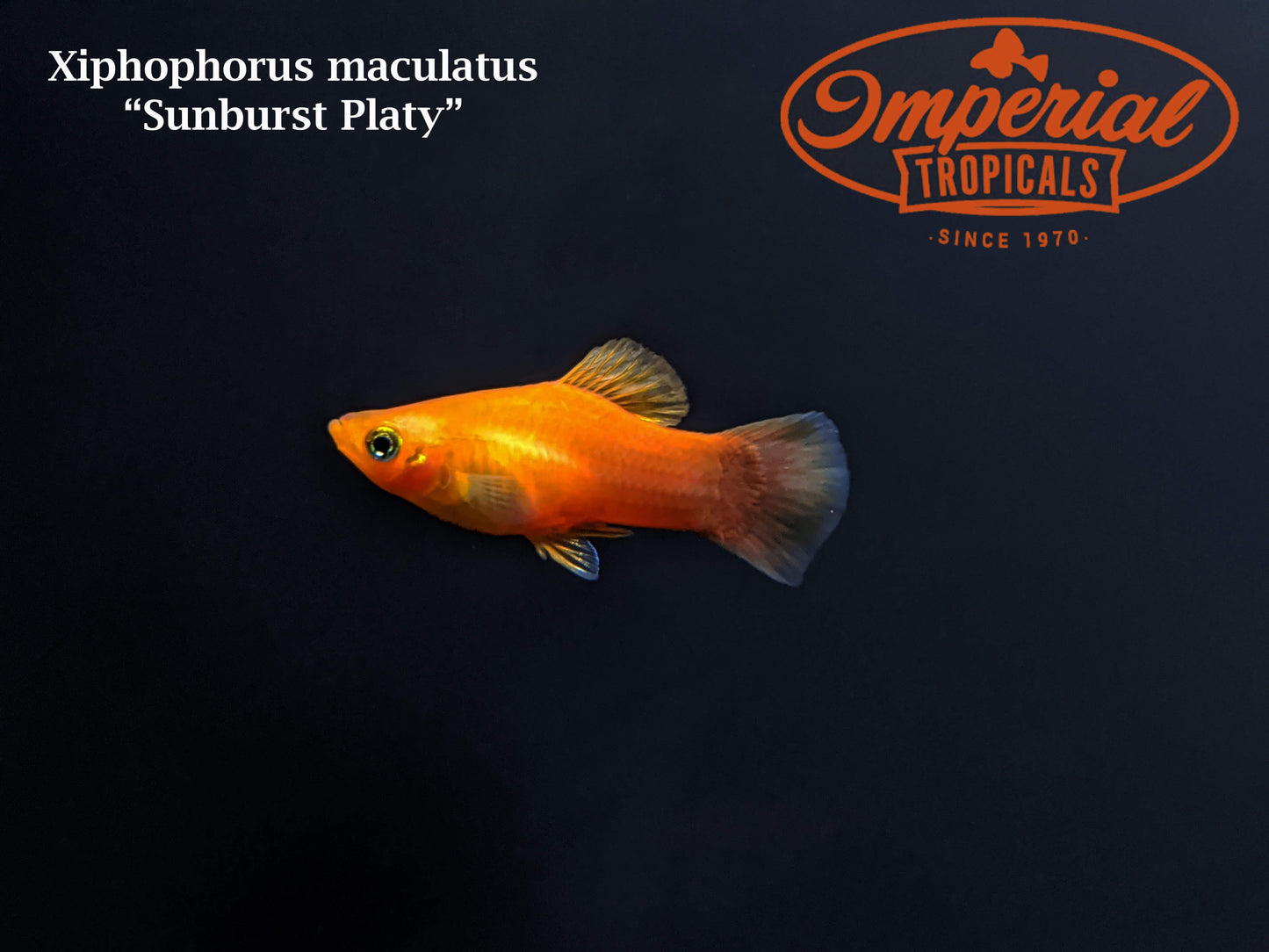 Sunburst Platy