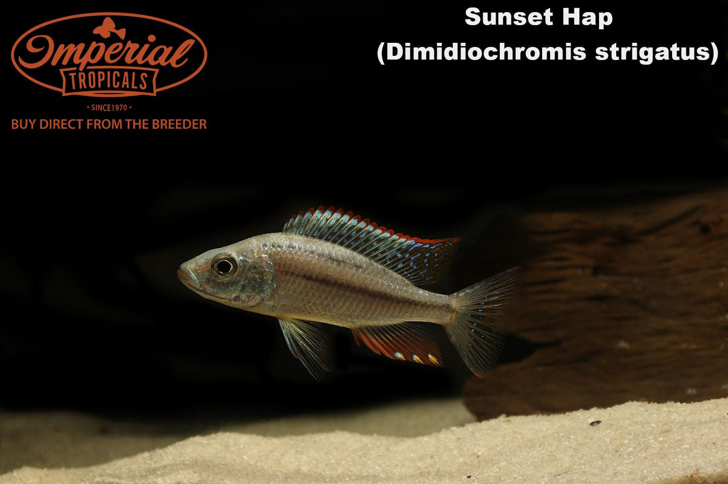 Sunset Hap