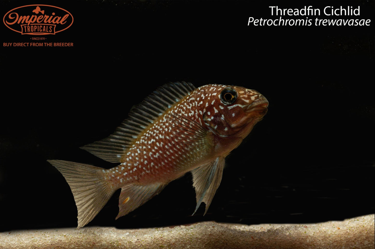 Threadfin Cichlid
