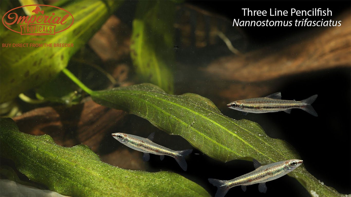 Three Line Pencilfish