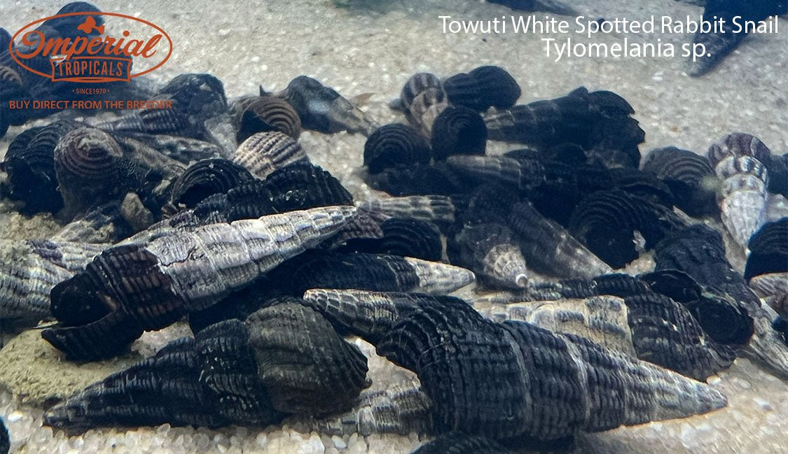 Towuti White Spotted Rabbit Snail