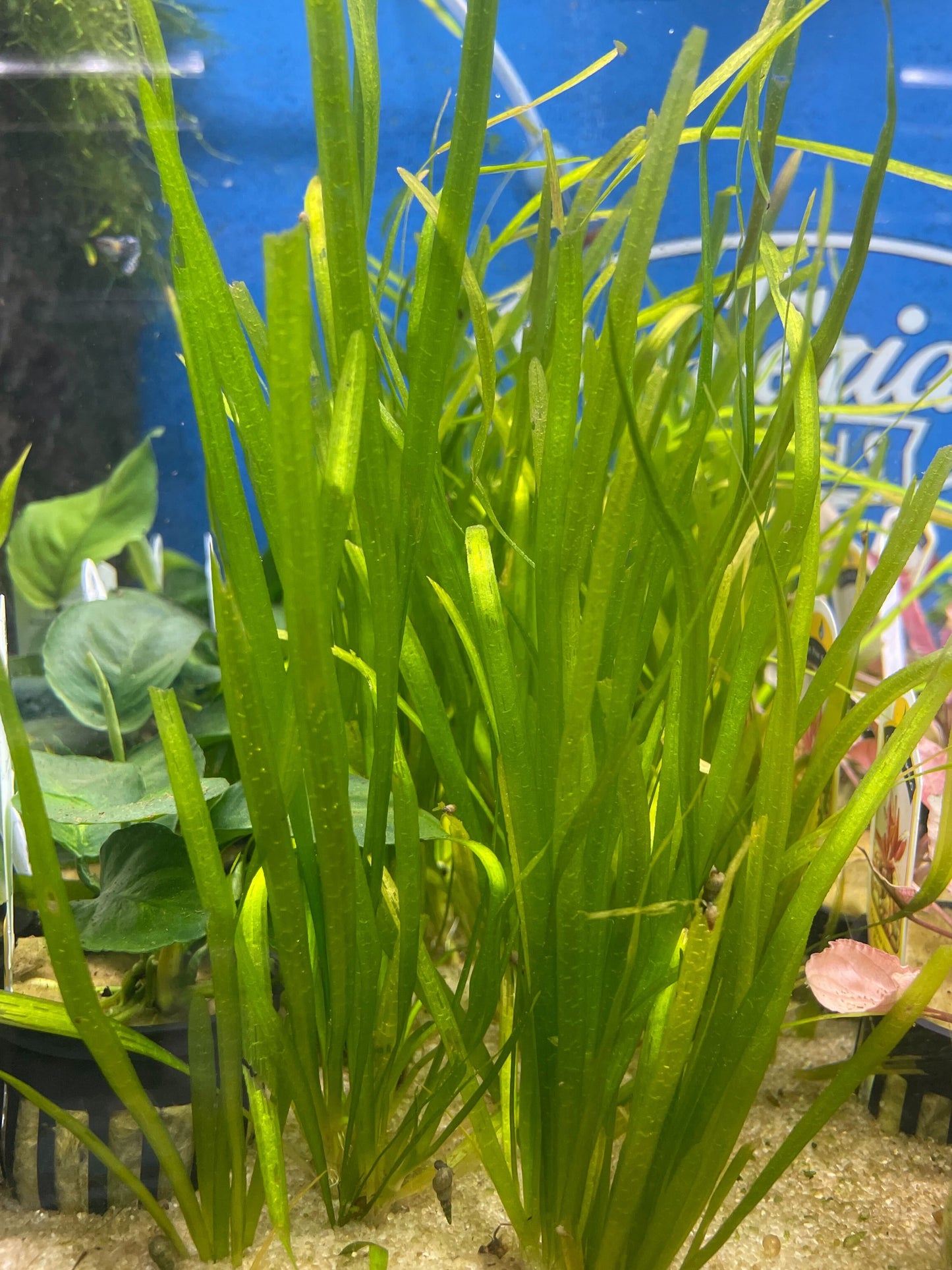 Vallisneria spiralis (Italian Val)