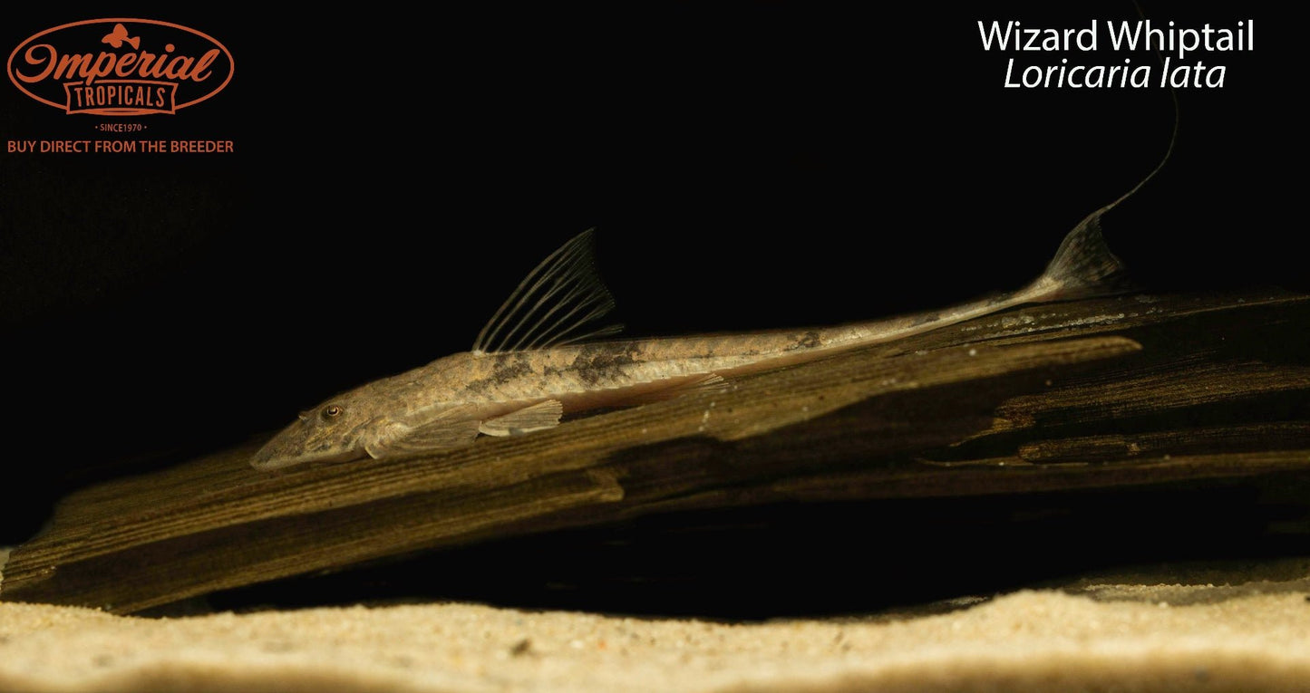 Wizard Whiptail