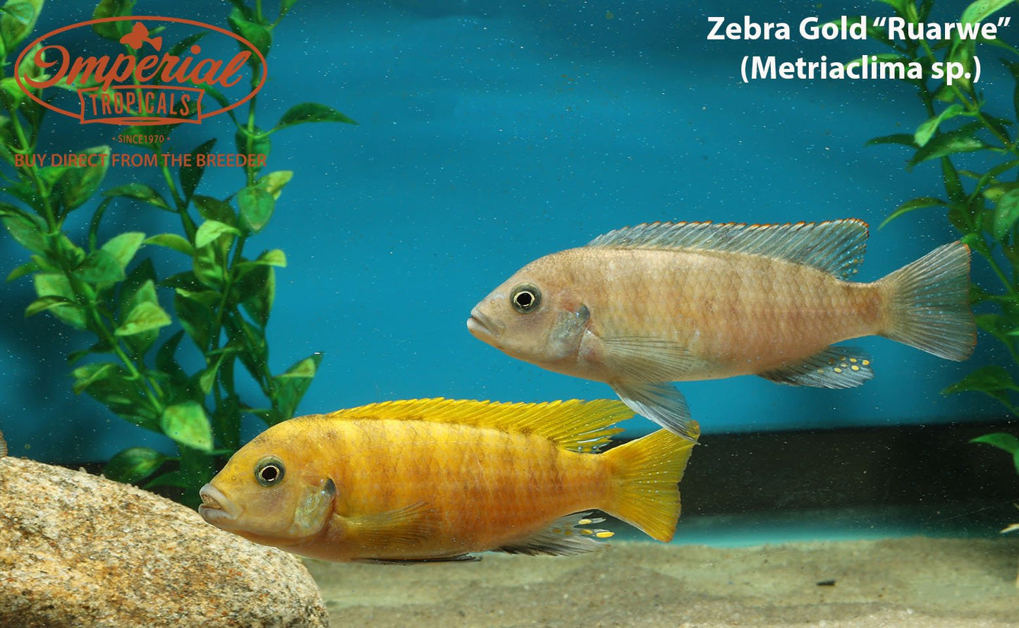 Zebra Gold "Ruarwe"