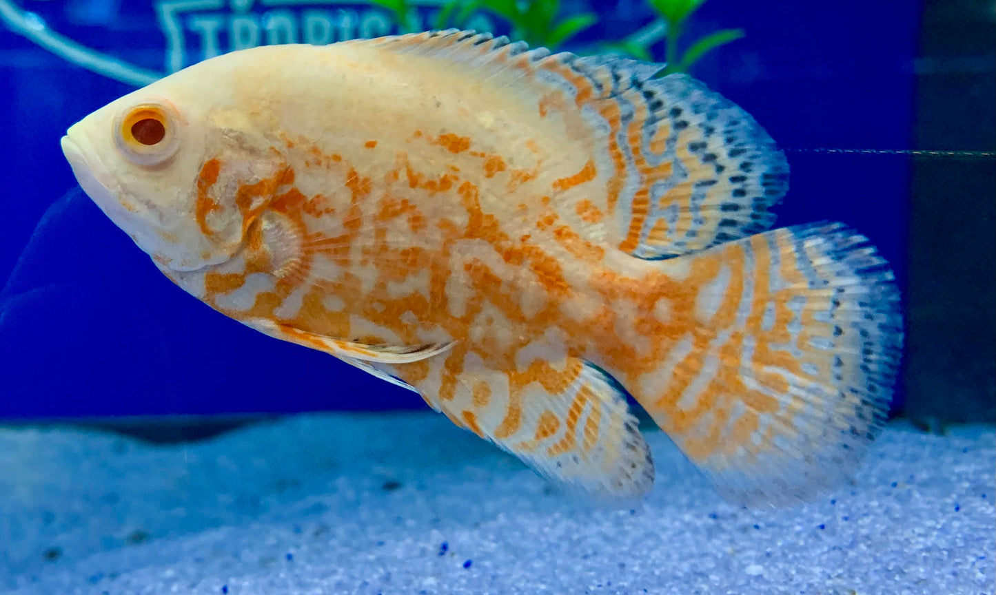 Albino Red Tiger Oscar