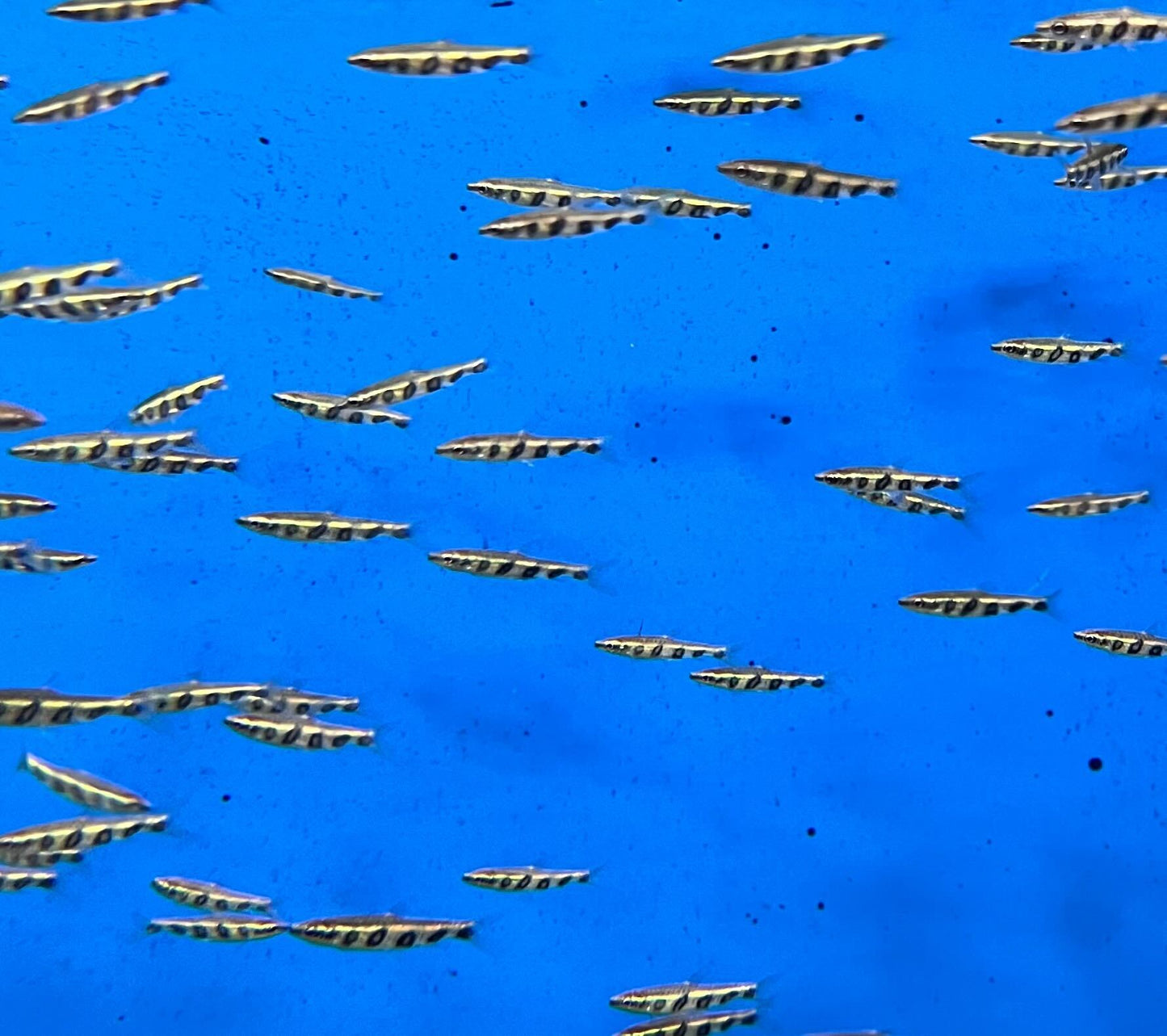 Barred Pencilfish