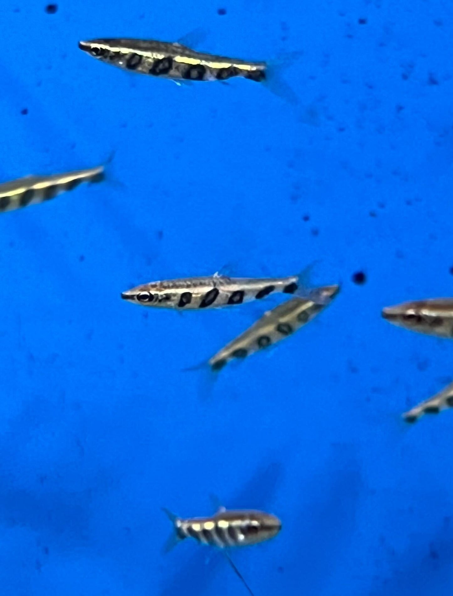 Barred Pencilfish