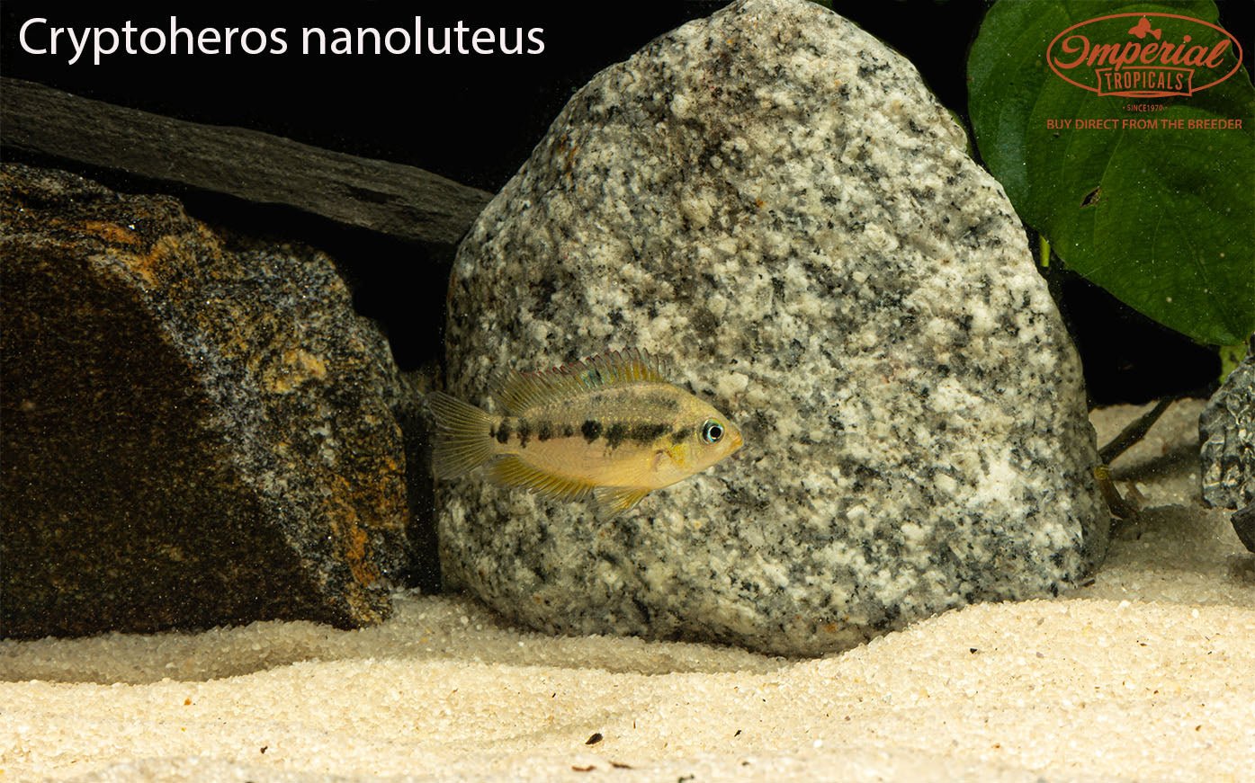 Cryptoheros nanoluteus