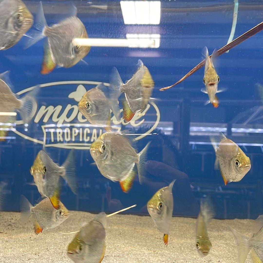 Yellow Fin Red Hook Silver Dollar