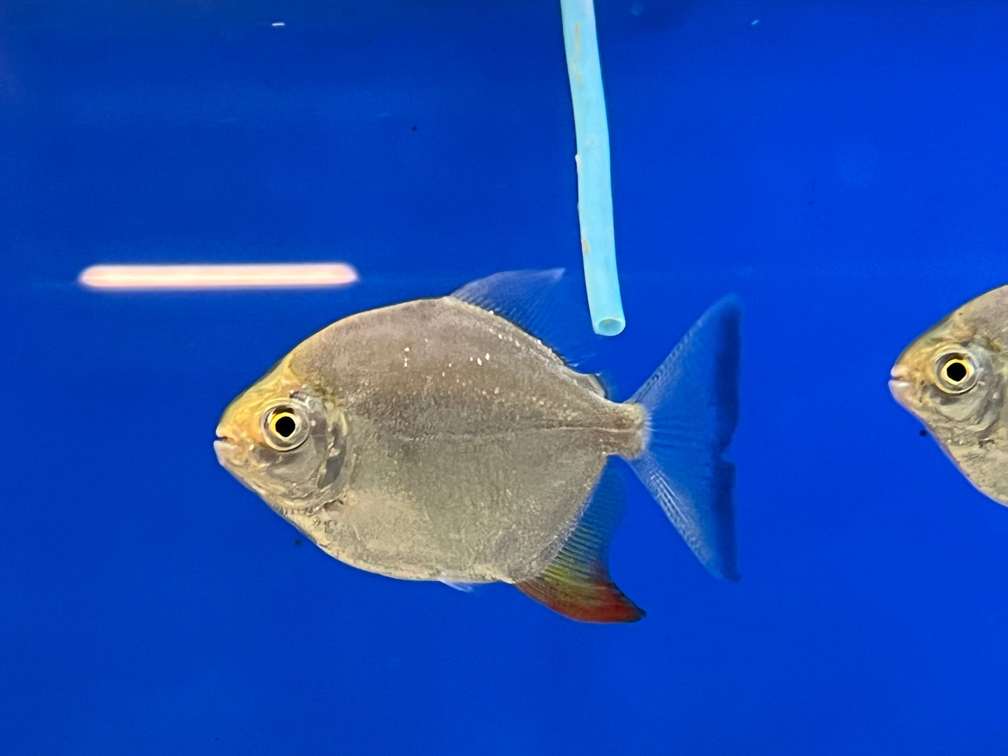 Yellow Fin Red Hook Silver Dollar