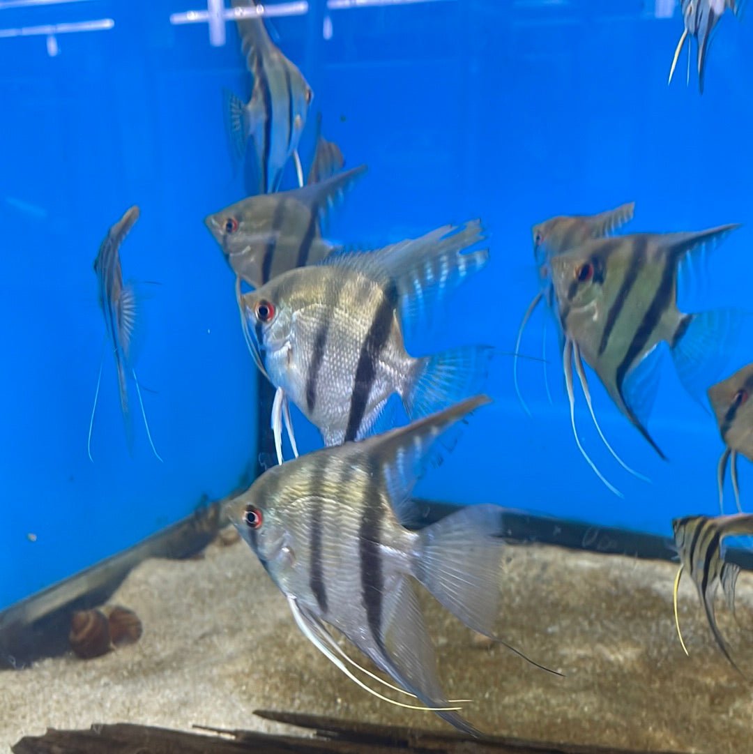 Silver Angelfish