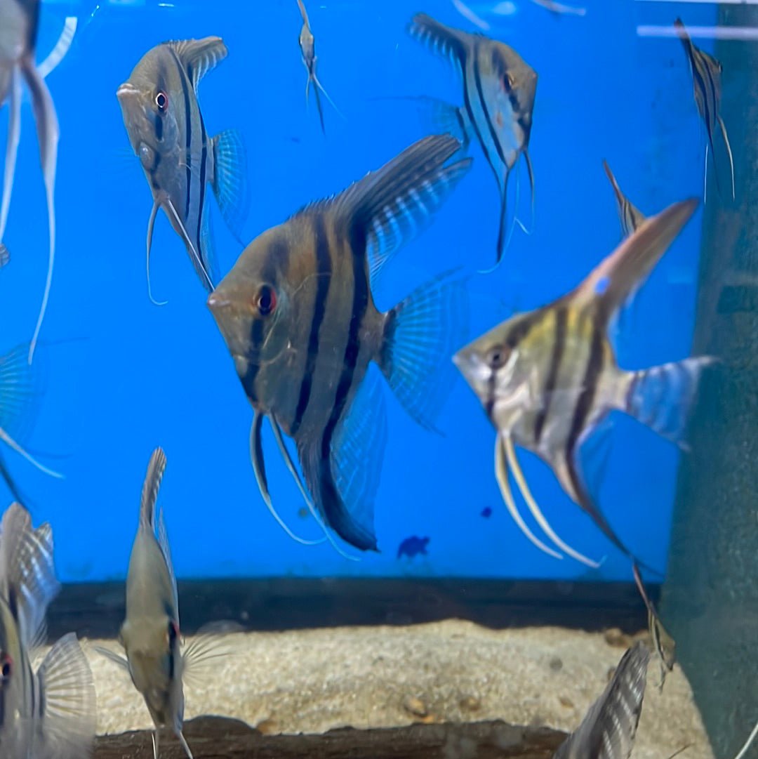 Silver Angelfish
