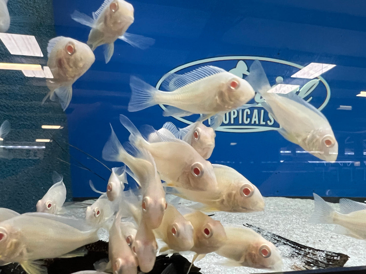 Albino Red Head Tapajos