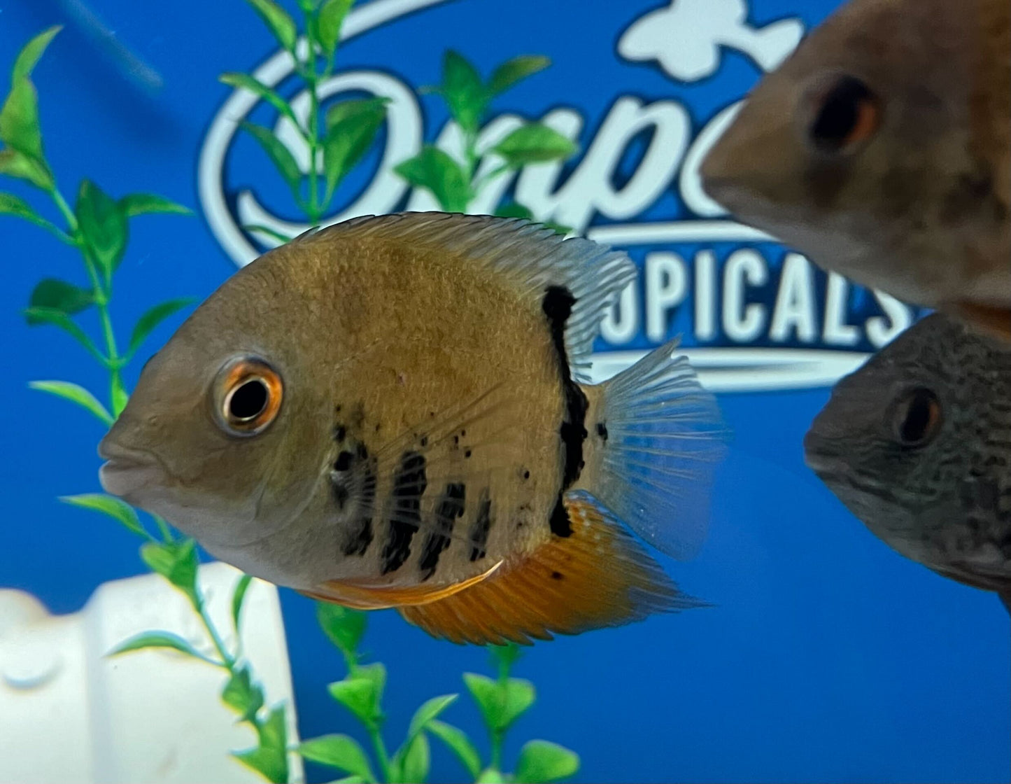 Colombian Green Severum