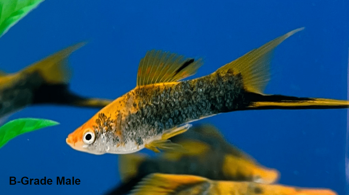 Tuxedo Lyretail Swordtail