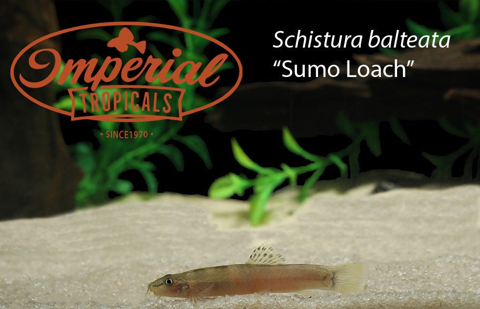 Sumo Loach