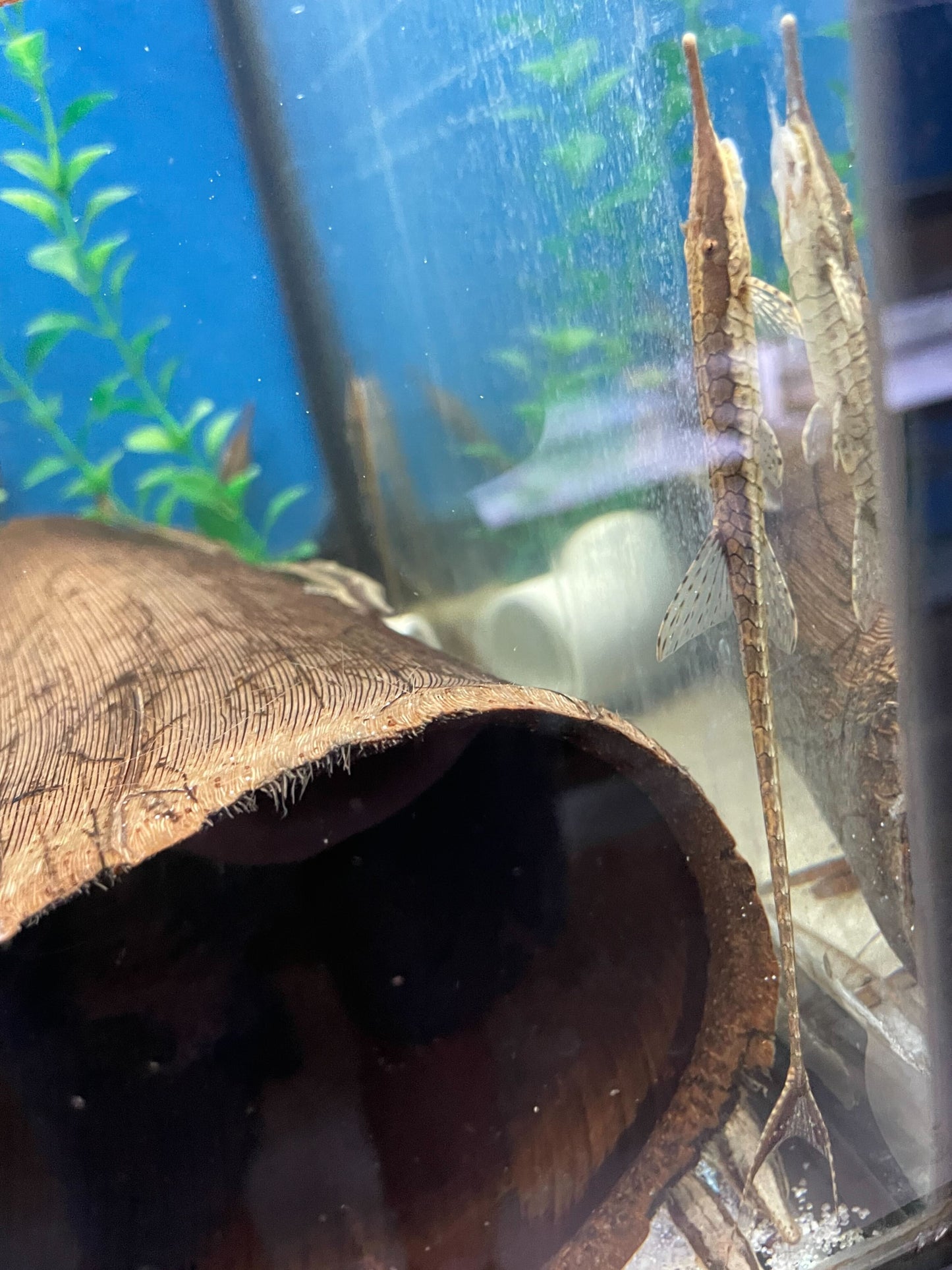 Twig Catfish