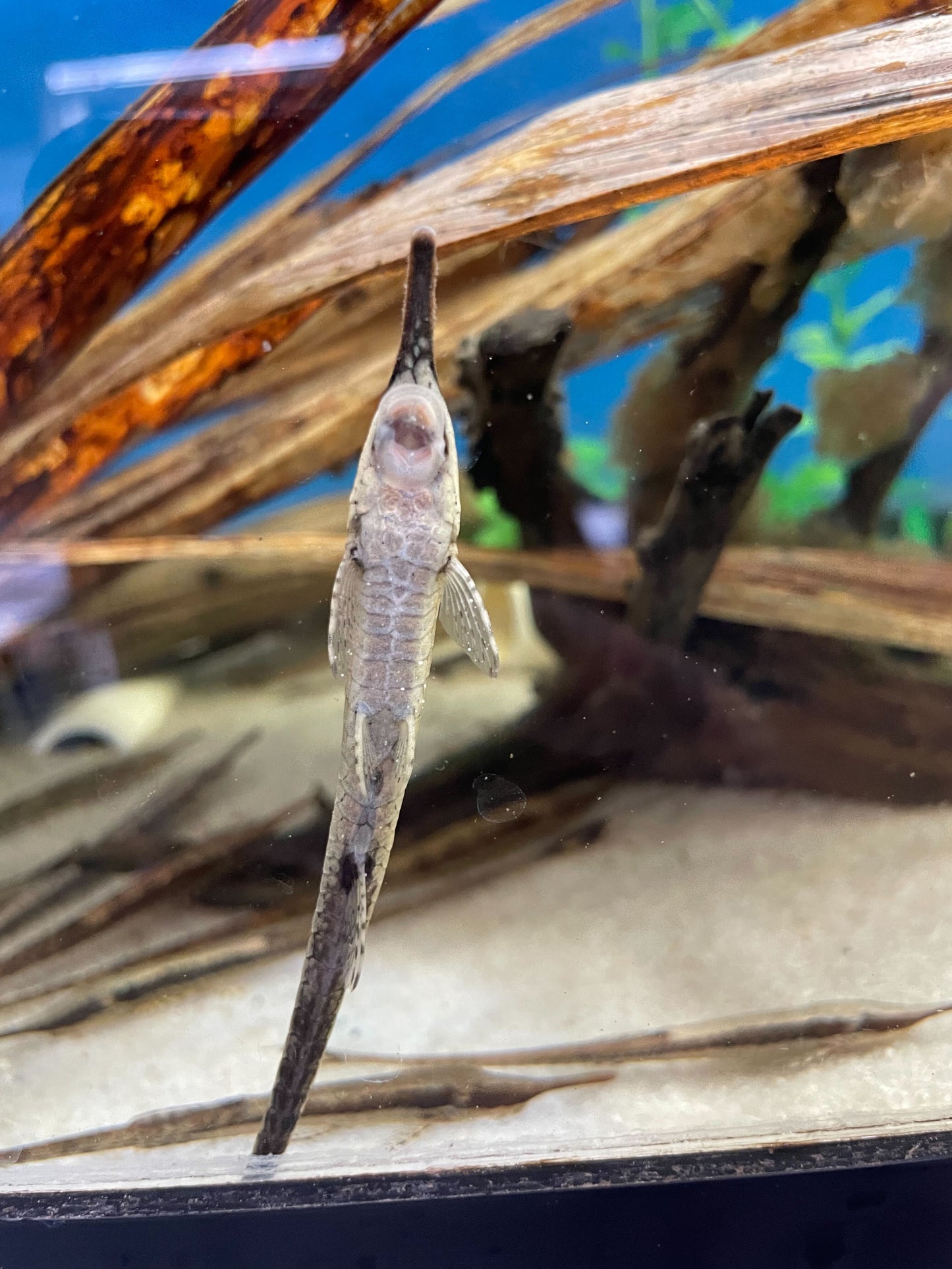 Twig Catfish