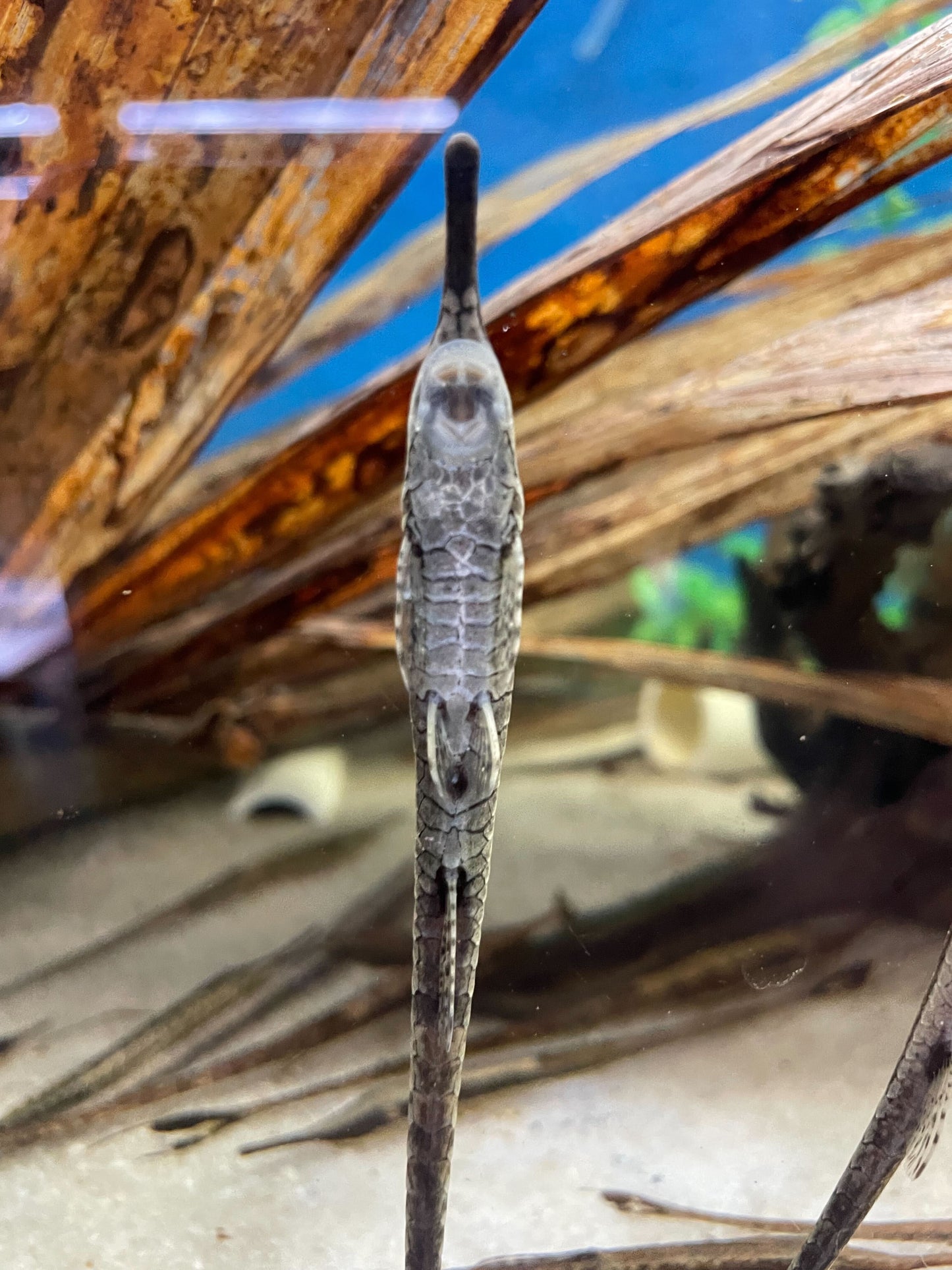 Twig Catfish