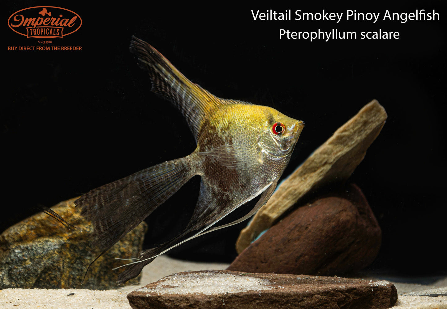 Veiltail Smokey Pinoy Angelfish