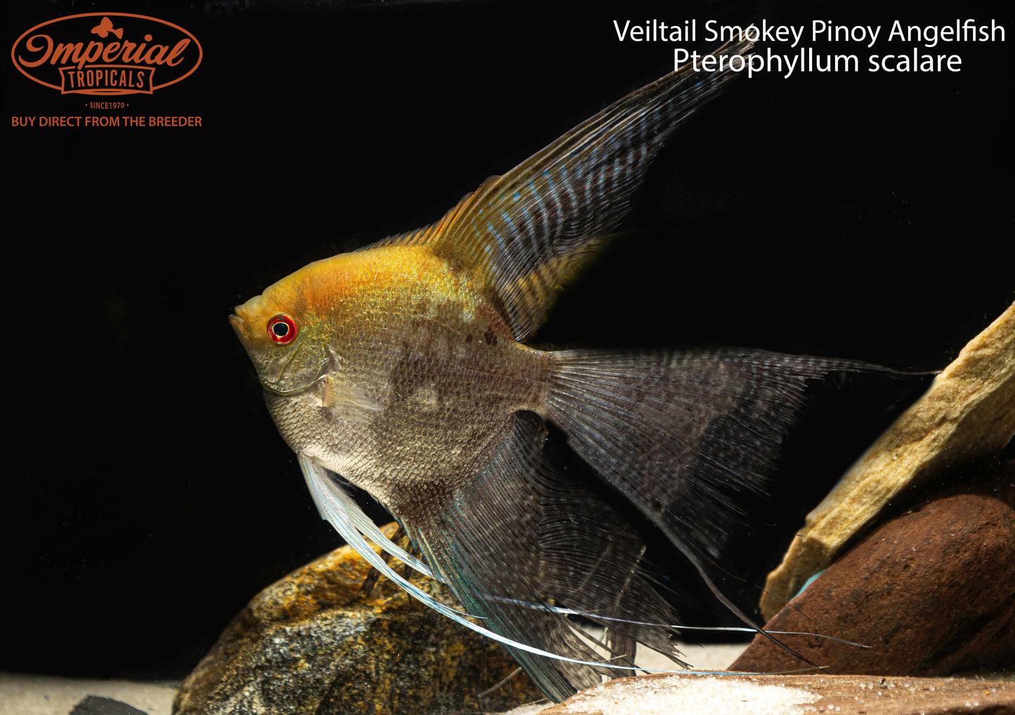 Veiltail Smokey Pinoy Angelfish