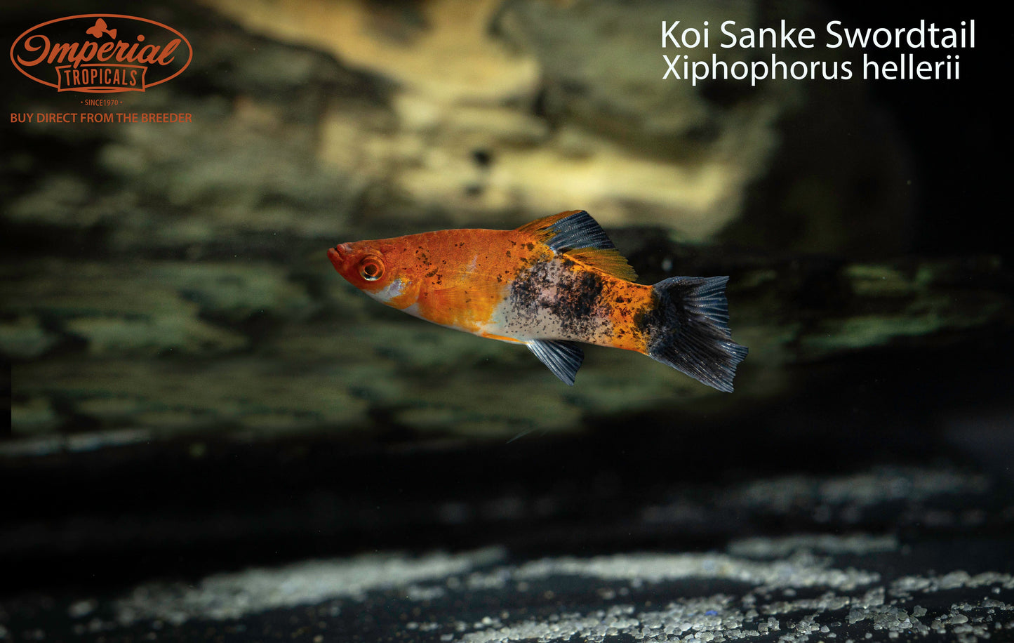 Sanke Koi Swordtail