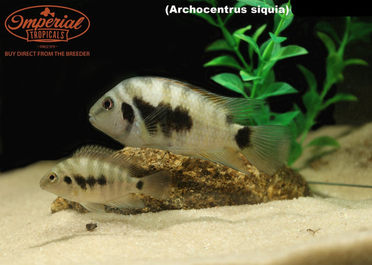 Archocentrus siquia  "Rio Bagrace"