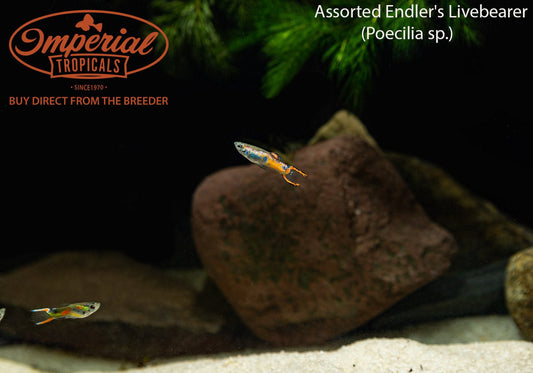 Assorted Endler's Livebearer